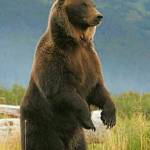 Tall Bear